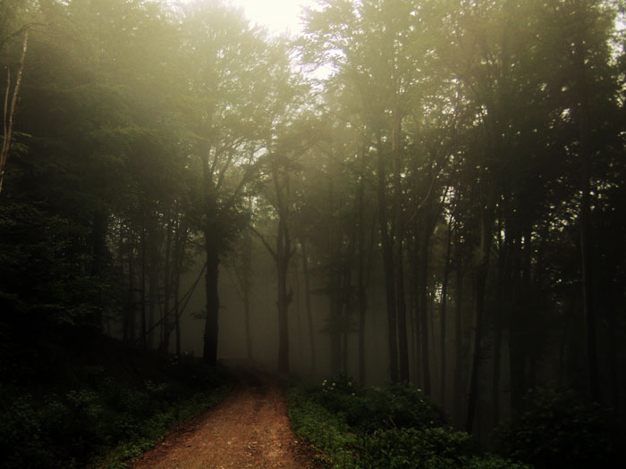spooky_forest_by_tallon